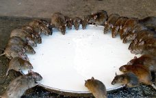 Deshnoke Rats Temple