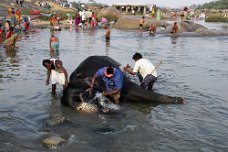 Hampi Elephant