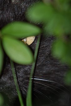 Auge der Katze