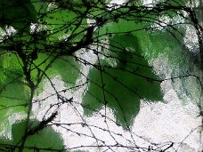 Blaetter hinter Glas