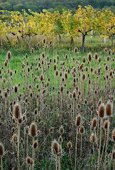 Weinstoecke Perchtoldsdorf